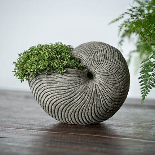 6" Ammonite Planter, Alpine Stone 2 6" Ammonite Planter, Alpine Stone