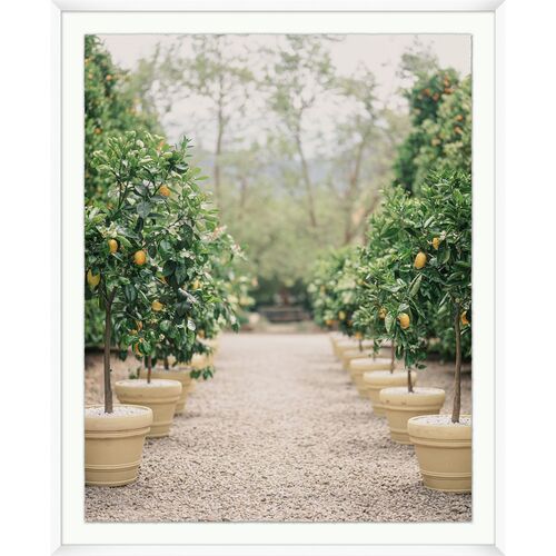 Nathan Turner, Lemon Tree Row 1 Nathan Turner, Lemon Tree Row