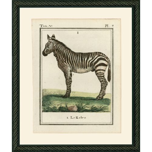 Zebra, 1786