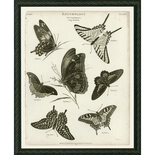 Smith & Co., Three Butterflies 2 Smith & Co., Three Butterflies