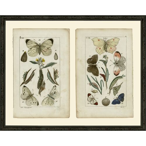 Smith & Co., Three Butterflies 3 Smith & Co., Three Butterflies