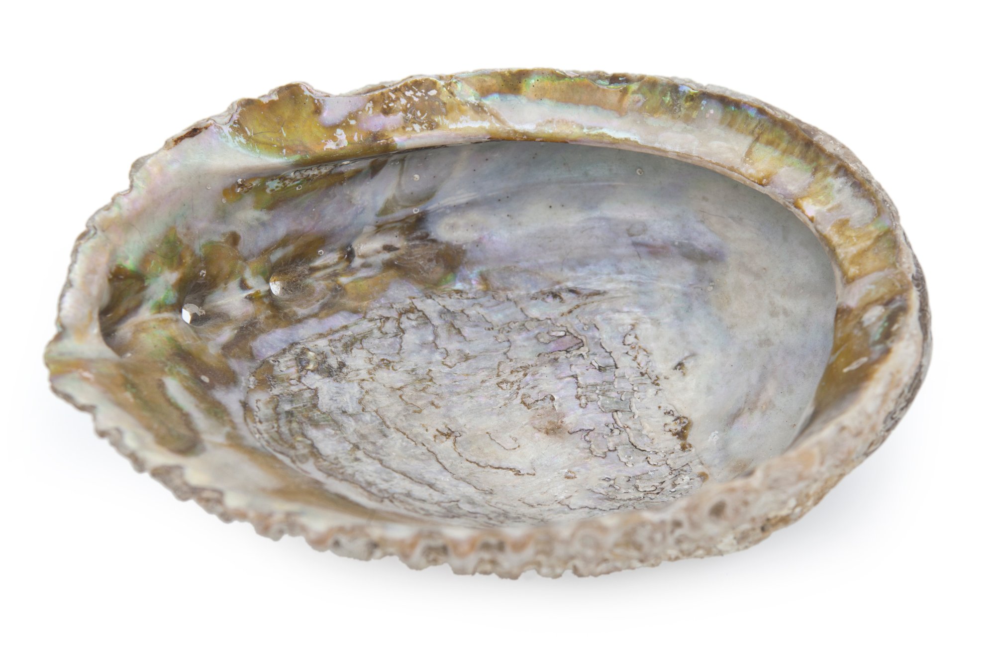 Large Abalone Shell 1 Large Abalone Shell