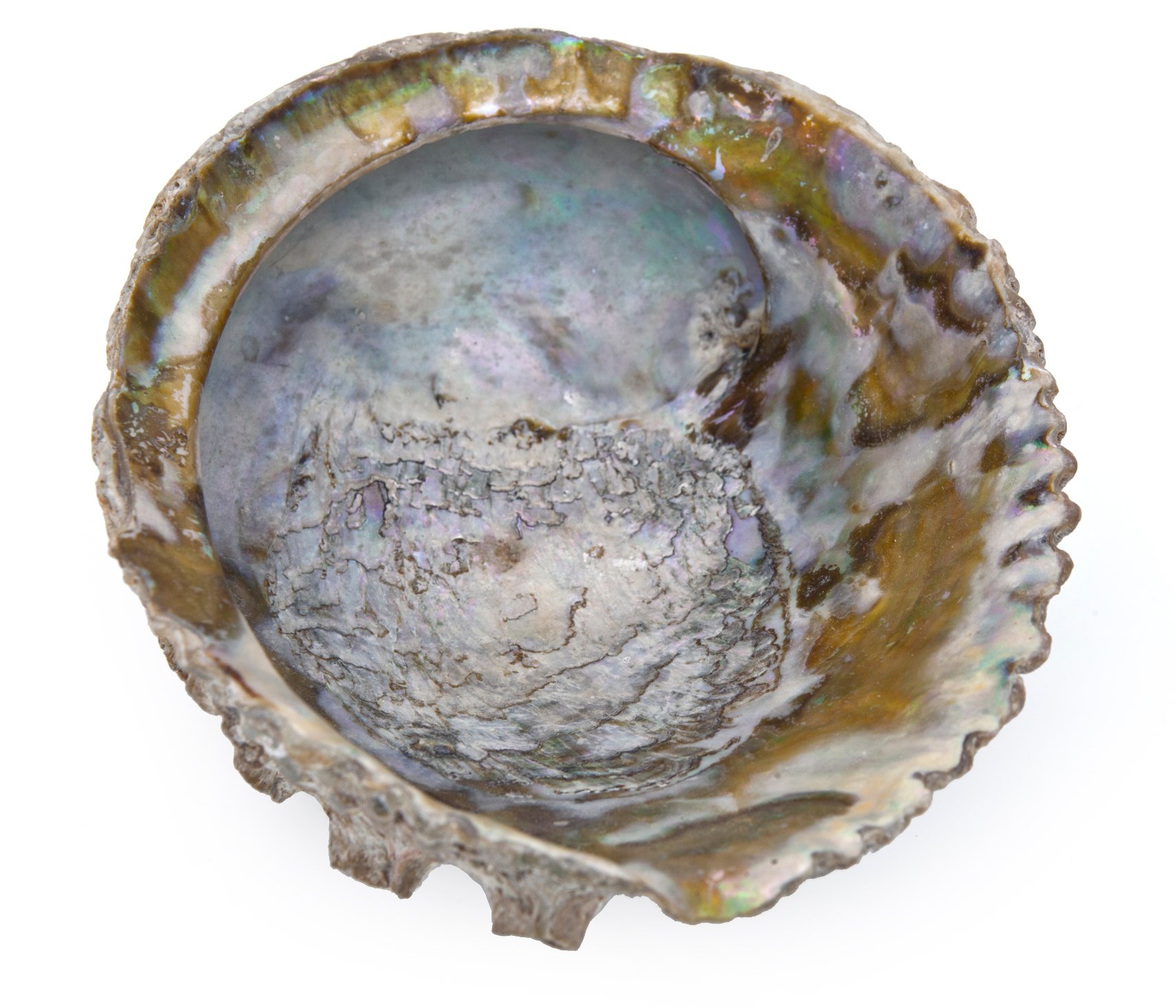 Large Abalone Shell 3 Large Abalone Shell