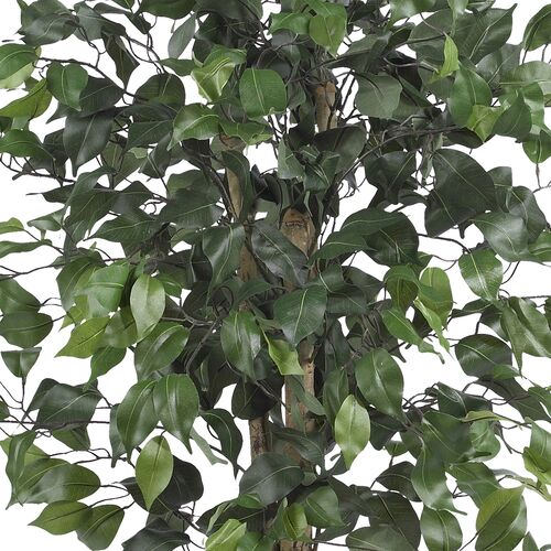 48" Ficus Silk Tree 2 48" Ficus Silk Tree