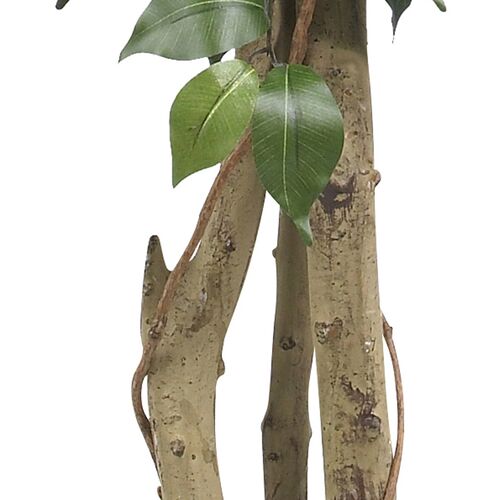 48" Ficus Silk Tree 3 48" Ficus Silk Tree