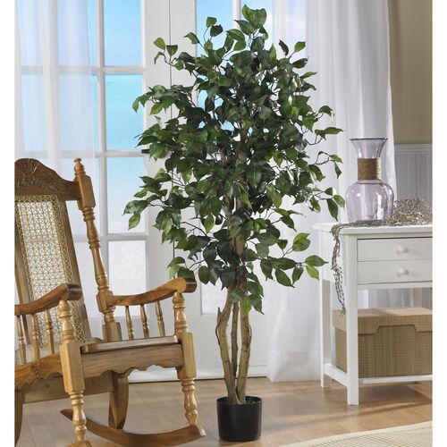 48" Ficus Silk Tree 6 48" Ficus Silk Tree