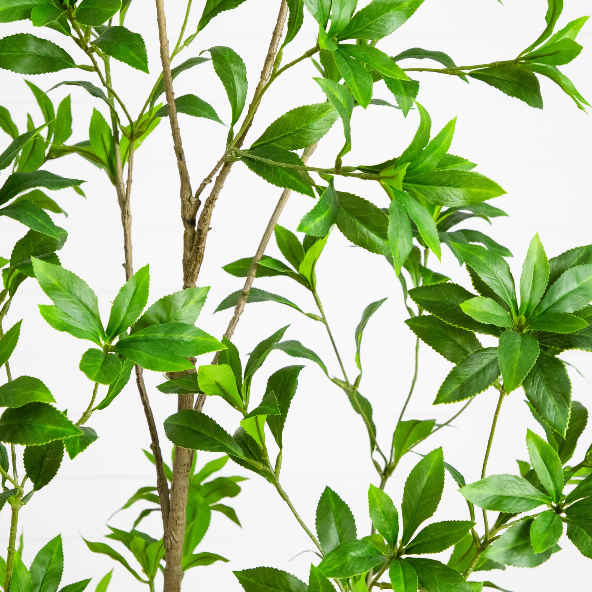 Minimalist Japanese Pieris Tree 3 Minimalist Japanese Pieris Tree