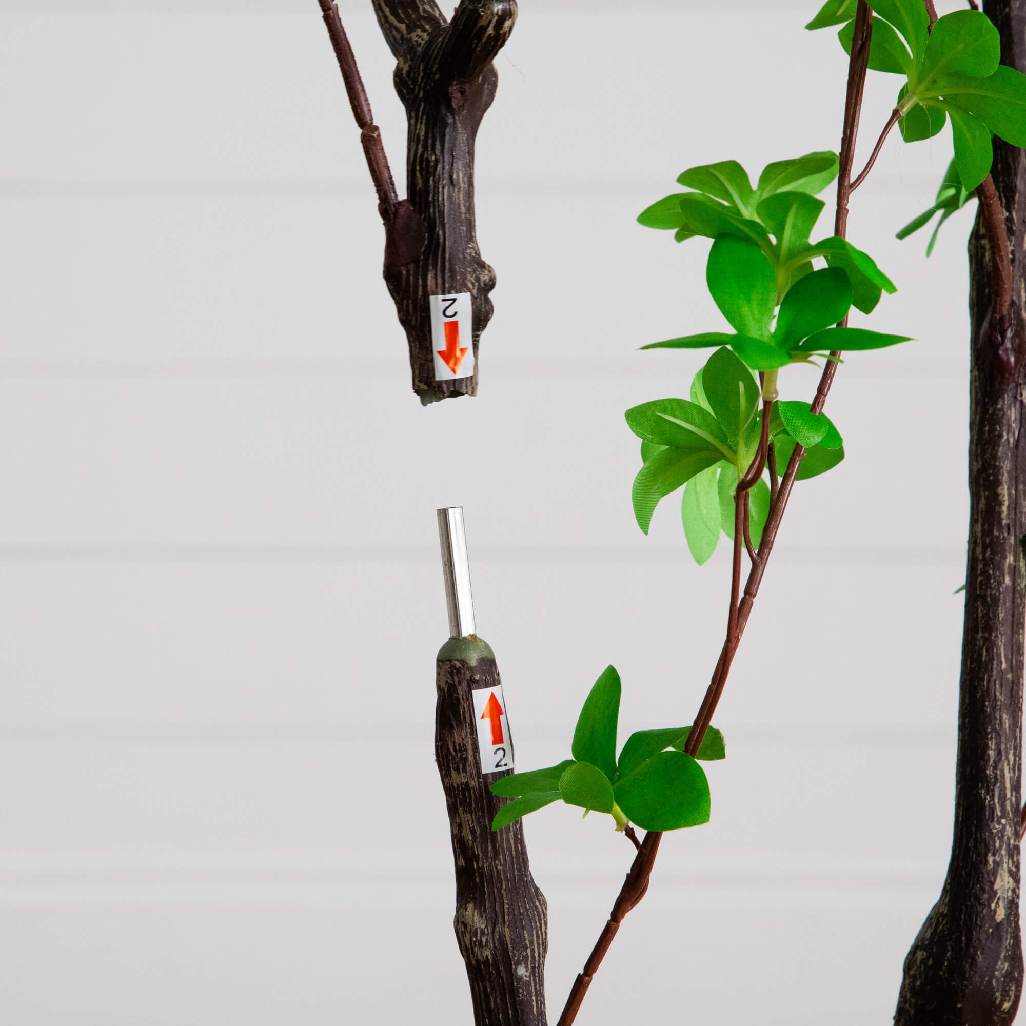 6-ft Minimalist Enkianthus Tree 6 6-ft Minimalist Enkianthus Tree