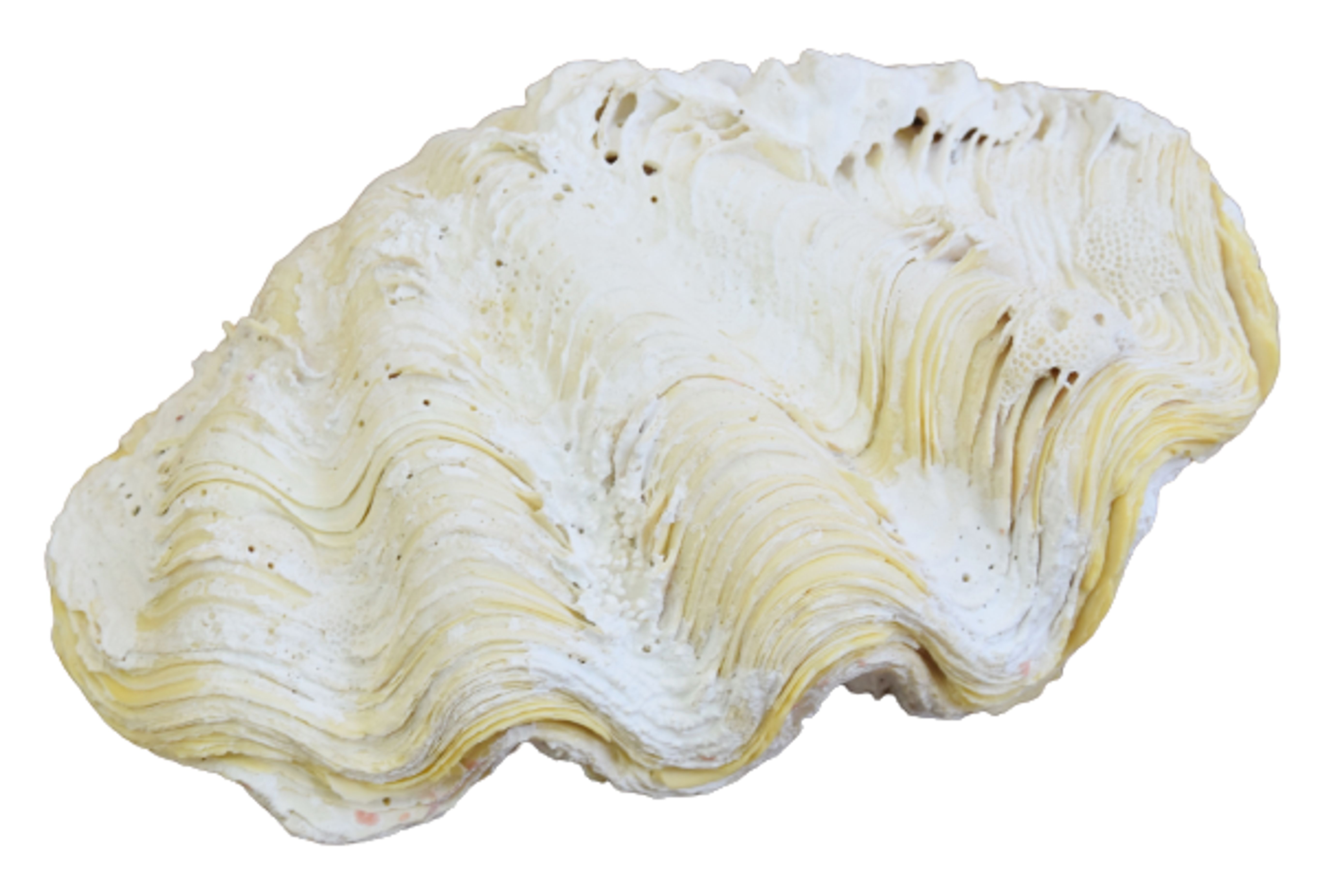 Nautical Coastal Full Complete Clamshell 1 Nautical Coastal Full Complete Clamshell