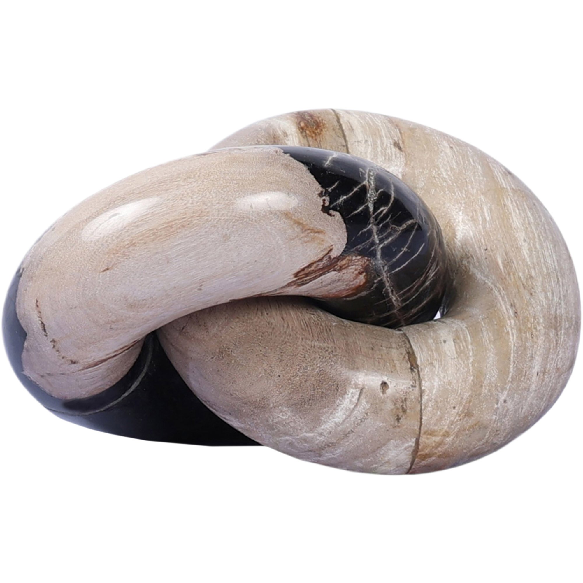 Kivo Wood Knot, Dark Petrified Wood 6 Kivo Wood Knot, Dark Petrified Wood