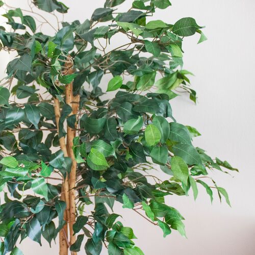 60" Ficus Tree 2 60" Ficus Tree
