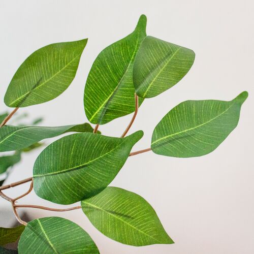 60" Ficus Tree 4 60" Ficus Tree