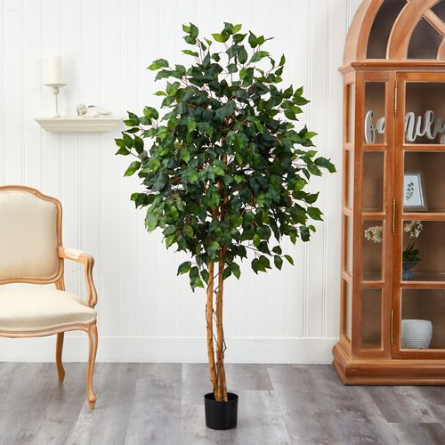 60" Ficus Tree 5 60" Ficus Tree
