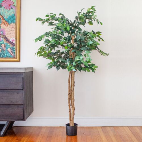 60" Ficus Tree 6 60" Ficus Tree