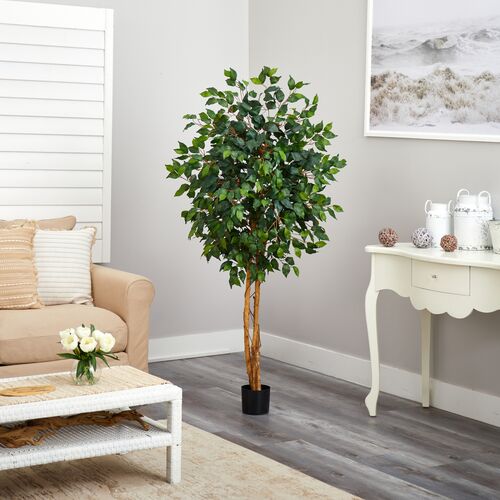 60" Ficus Tree 7 60" Ficus Tree